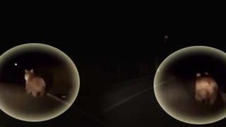 Aç kalan ayı mahalleye indi!