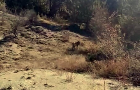 Aç kalan kurtlar köye indi