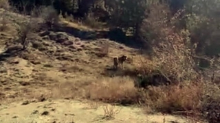 Aç kalan kurtlar köye indi