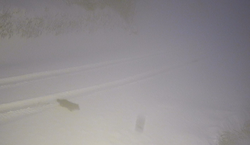 Aç kalan kurtlar yayla evlerine indi