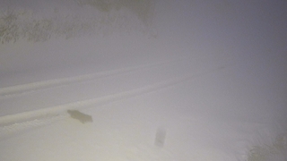 Aç kalan kurtlar yayla evlerine indi