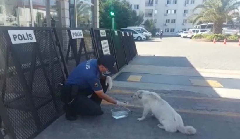 Aç kalan sokak köpeğini polis besledi