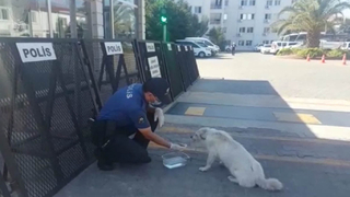 Aç kalan sokak köpeğini polis besledi