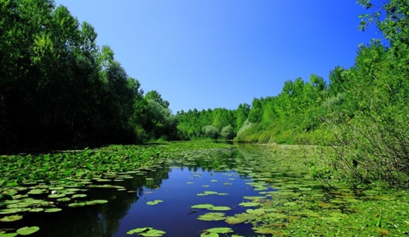Acarlar Longozu kapatıldı