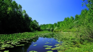 Acarlar Longozu kapatıldı