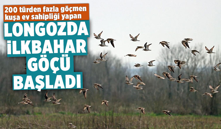 Acarlar Longozu ormanlarında kuş türlerinin ilkbahar göçü başladı