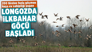 Acarlar Longozu ormanlarında kuş türlerinin ilkbahar göçü başladı