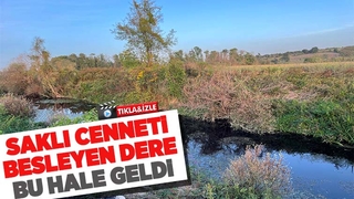 Acarlar Longozunu besleyen dere siyaha döndü