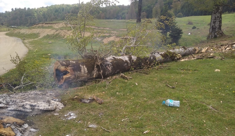 Acelle Yaylası'nda tepki çeken görüntü