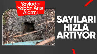 Acelle Yaylasında yaban arısı tehdidi: Bu yıl büyük artış