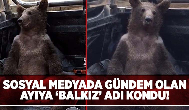 Acı bal yiyerek baygınlık geçiren ayının adı Balkız oldu