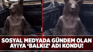 Acı bal yiyerek baygınlık geçiren ayının adı Balkız oldu