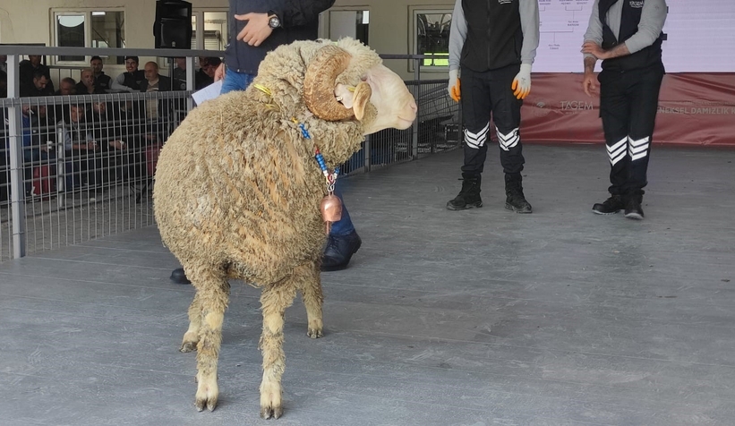 Açık artırmada satıldı, fiyatı dudak uçuklattı