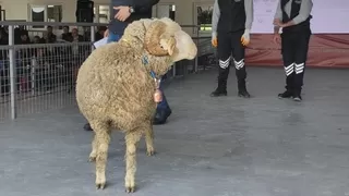 Açık artırmada satıldı, fiyatı dudak uçuklattı