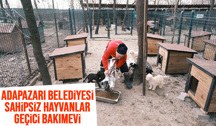 Adapazarı Belediyesi sahipsiz canlara umut olmaya devam ediyor