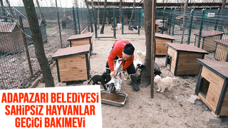 Adapazarı Belediyesi sahipsiz canlara umut olmaya devam ediyor