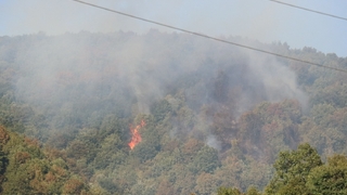 Adapazarı'nda orman yangını