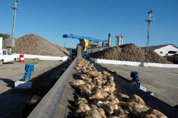 Adapazarı Şeker Fabrikası'nın kotası belli oldu