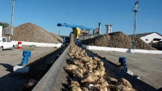 Adapazarı Şeker Fabrikası'nın kotası belli oldu