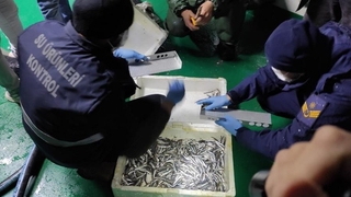 Af yok; 35 ton küçük hamsiye el kondu