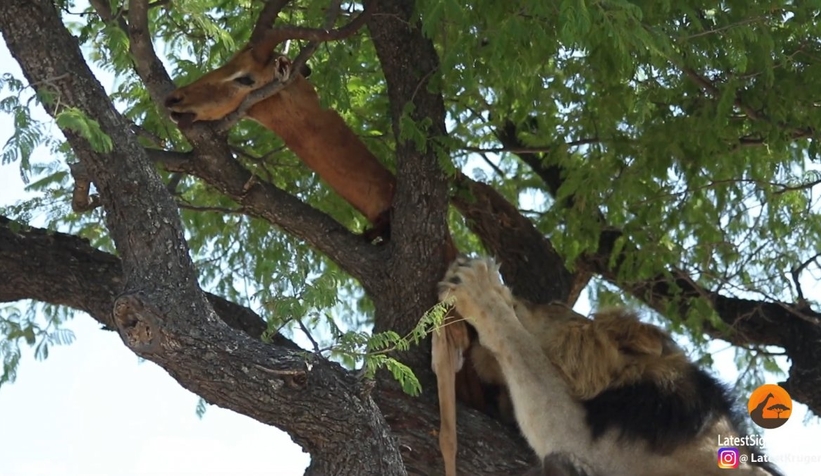 Afrika'da erkek aslan, leoparın yemeğini ağaçtan aldı