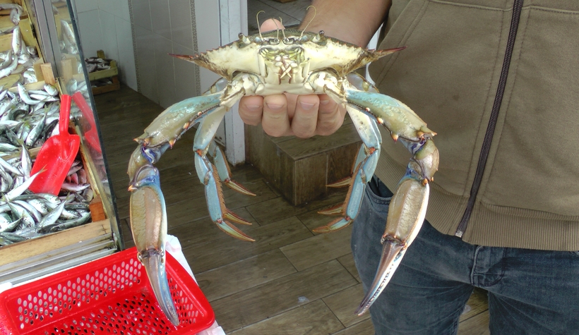 Ağa takılanı görünce şaşkına döndüler