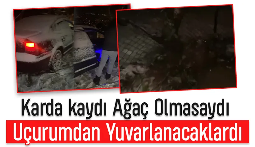 Ağaç hayatlarını kurtardı