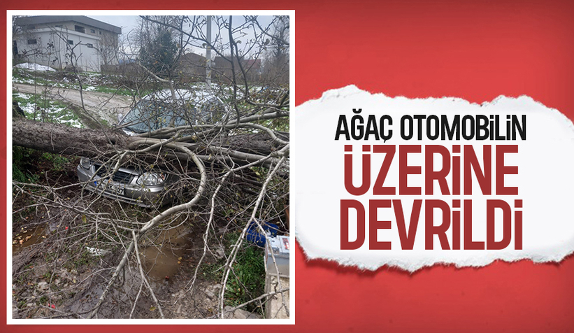 Ağaç otomobilin üzerine devrildi