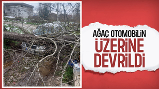 Ağaç otomobilin üzerine devrildi