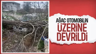 Ağaç otomobilin üzerine devrildi