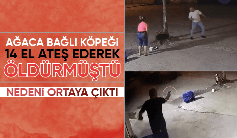 Ağaca bağlı köpeğe, arkadaşına saldırdığı için kurşun yağdırmış
