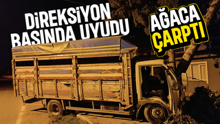 Ağaca Çarpan Kamyonetin Sürücüsü Araçta Sıkıştı