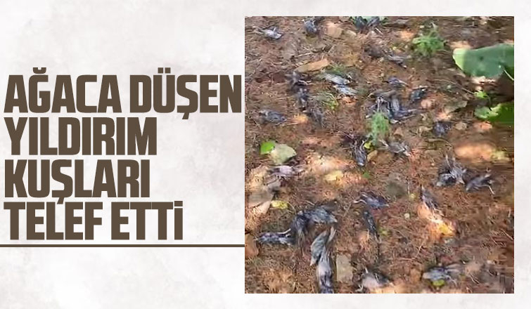 Ağaca düşen yıldırım kuşları telef etti
