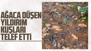 Ağaca düşen yıldırım kuşları telef etti