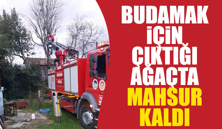 Ağaçta mahsur kaldı, itfaiye kurtardı