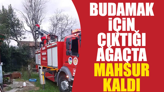 Ağaçta mahsur kaldı, itfaiye kurtardı