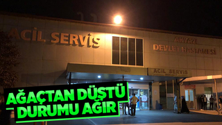 Ağaçtan düştü