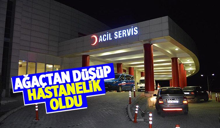 Ağaçtan düştü