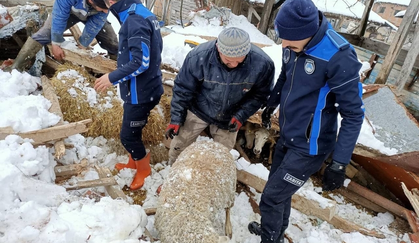 Ağılın çatısı çöktü, hayvanlar böyle kurtarıldı