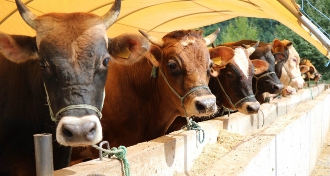 Ahır hayvanlarının küpeleme ve kayıt işlemleri ile ilgili değişikliğe gidildi