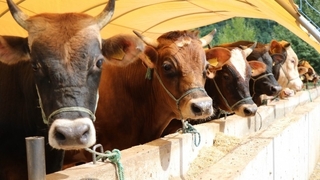 Ahır hayvanlarının küpeleme ve kayıt işlemleri ile ilgili değişikliğe gidildi