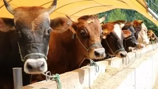 Ahır hayvanlarının küpeleme ve kayıt işlemleri ile ilgili değişikliğe gidildi