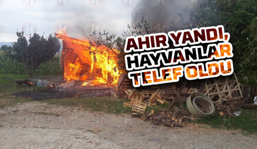 Ahır yangınında 3 hayvan telef oldu