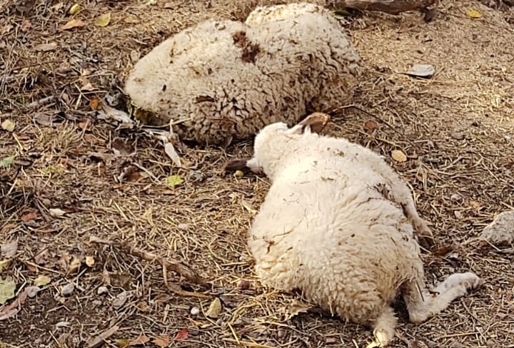 Ahırda dehşet; 3 koyun telef oldu