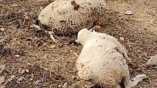 Ahırda dehşet; 3 koyun telef oldu