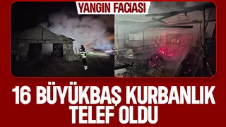 Ahırda yangın, 16 büyükbaş kurbanlık telef oldu