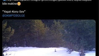 Ailesine seslenen vaşak fotokapana yansıdı