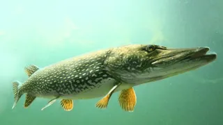 AKDER'den Sapanca Gölü'nde turna balığı yakalama yarışması