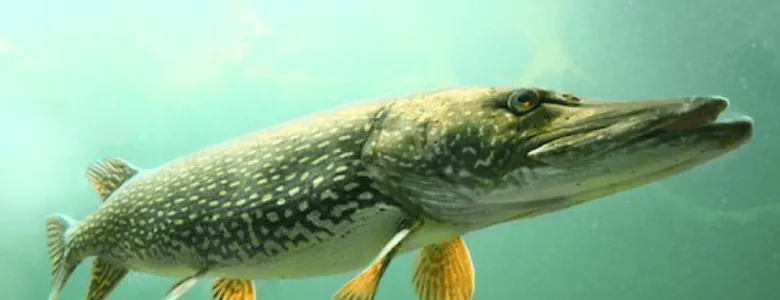 AKDER'den Sapanca Gölü'nde turna balığı yakalama yarışması