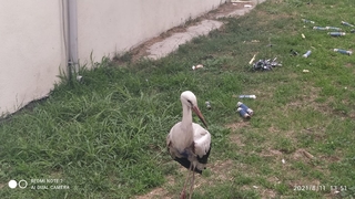 Akıma kapılan iki leylekten biri telef oldu